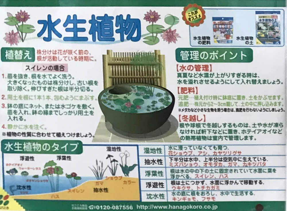 水生植物